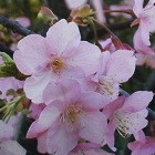 2-河津桜